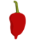 Red Savina Pepper